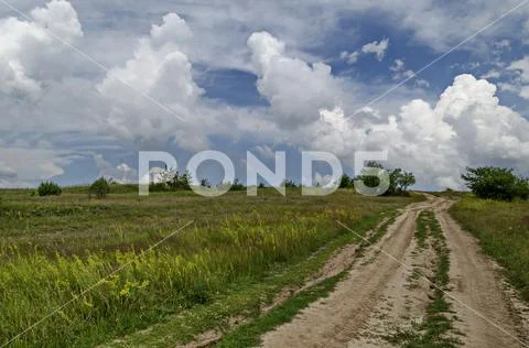 New tree in the fresh glade with different grass blossom wildflower and road Stock Photos