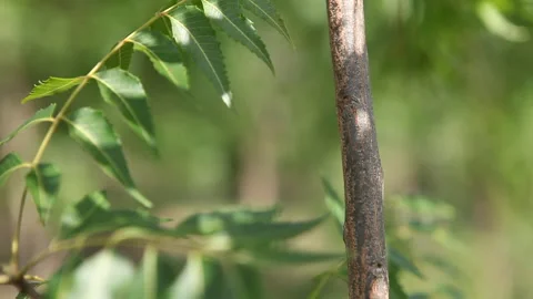 New tree growing in tree nusery Stock Footage 138147040