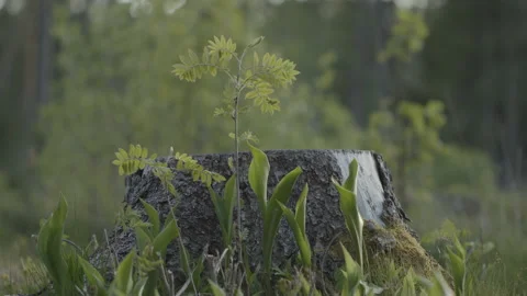 New tree growing from tree stump 動画素材 134792233