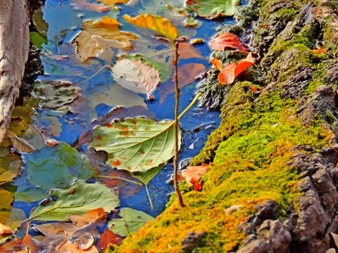 A new tree grows on an old fallen tree Stock Photos