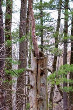 New Tree Grows from Old Stock Photos