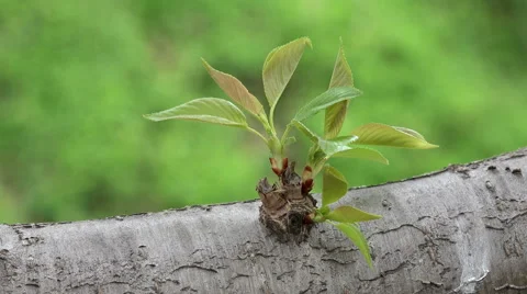 New Tree Growth In Spring 4k Stock Footage 48946807
