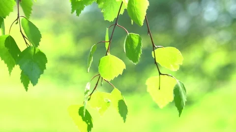 New tree  leaves  budding  in  the  spring Stock Footage 89487124