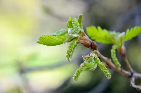 New tree leaves budding in the spring at oak Stock Photos