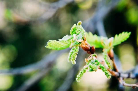 New tree leaves budding in the spring at oak Stock Photos