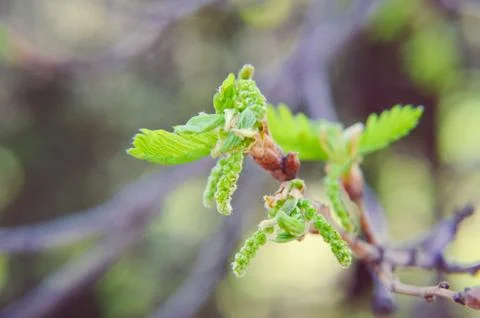 New tree leaves budding in the spring at oak Stock Photos