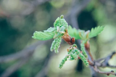 New tree leaves budding in the spring at oak Stock Photos