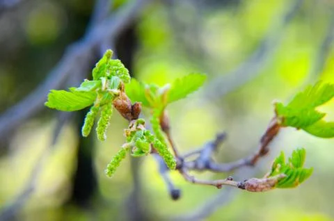 New tree leaves budding in the spring at oak Stock Photos