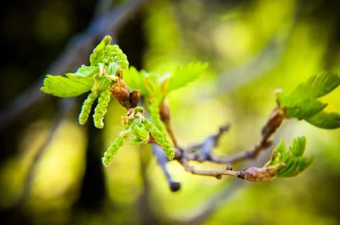 New tree leaves budding in the spring at oak Stock Photos