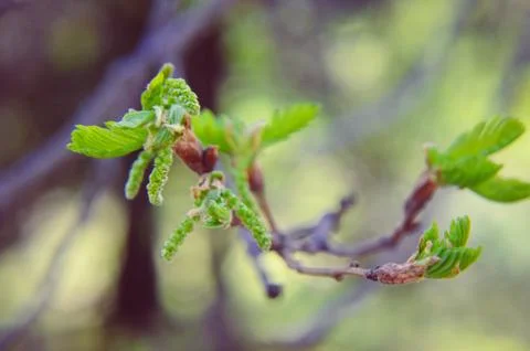 New tree leaves budding in the spring at oak Stock Photos