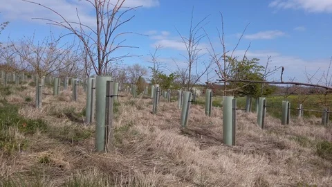 New tree planting. Video stock 106447014