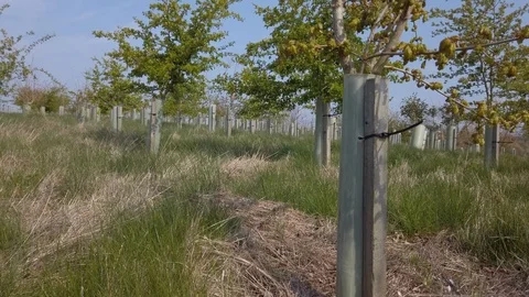 New tree planting. Stock Footage 106447513