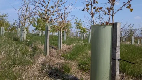 New tree planting. Video stock 106448127