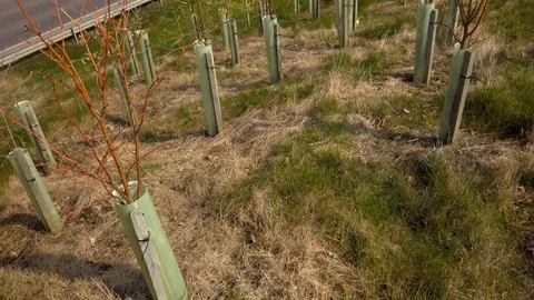 New tree planting. Stock Footage 106566099