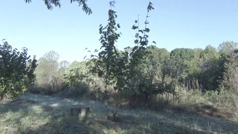 A new tree sprouts growing planted surrounded by larger trees 스톡 동영상 166478778