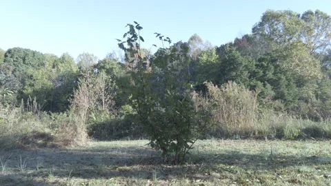 A new tree sprouts growing planted surrounded by larger trees 스톡 동영상 172503096