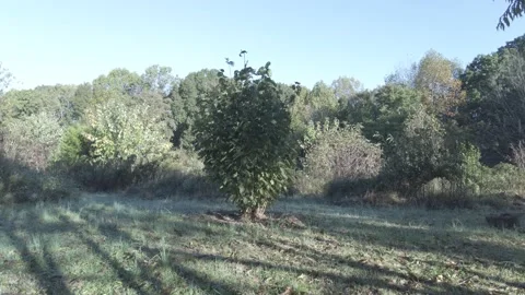 A new tree sprouts growing planted surrounded by larger trees Vídeo Stock 197522278