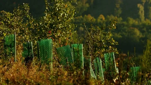 New trees with bite protection 4k 25fps video Stock-Footage 318585981