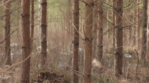 New Trees in Forest. Stock Footage 36374073