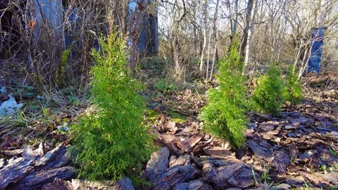 New trees planted in a wooded area with fallen leaves on the ground in early mor Stock Footage 332065232