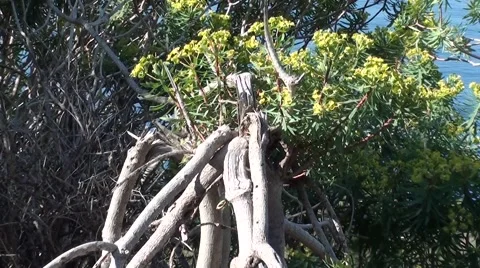 New twigs coming from broken trunk Stock Footage 47998357