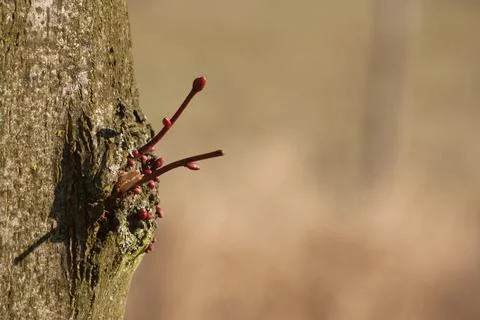 New twigs of a tree Stock Photos
