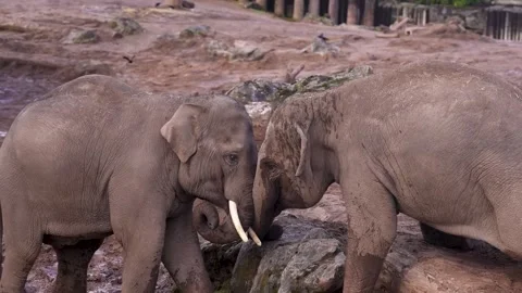 New Vaccine That Could Save Endangered Elephants Developed At Chester Zoo... Stock Footage 320817676
