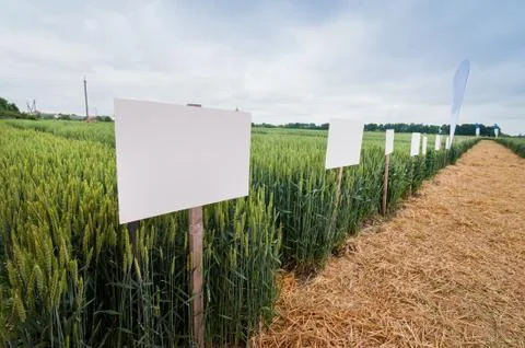 New varieties of grain crops with pointers, selection and research programs Stock Photos