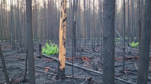 New vegetation growing through forest fire aftermath 動画素材 250316404