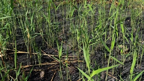 New vegetation grows on burnt earth after fire. Stock Footage 281176141
