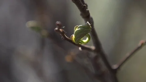 New vegetation sprouting from a branch Stock Footage 76003843