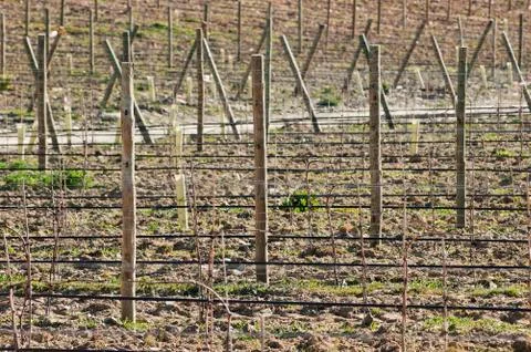 New vineyard Stock Photos