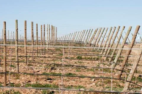 New vineyard Stock Photos