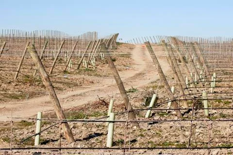 New vineyard Stock Photos