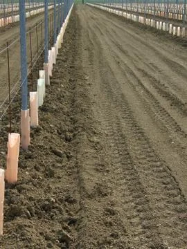 New vineyard, vertical Stock-Fotos