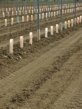 New vineyard, vertical, side Stock-Fotos