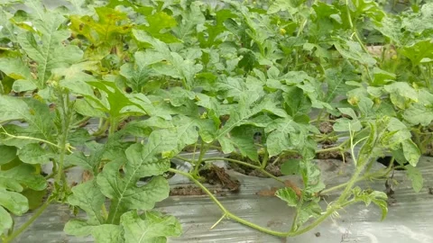 New watermelon Stock Footage 276301221