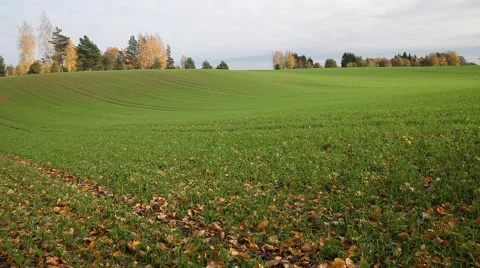 New wheat in autumn. Stock Footage 42831452