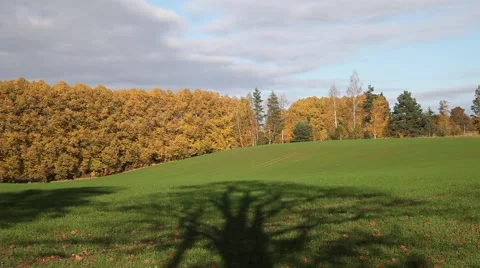 New wheat in autumn. Stock-Footage 42831519