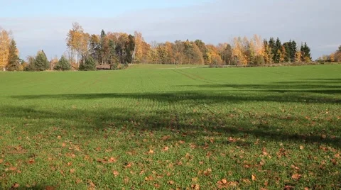 New wheat in autumn. Stock Footage 42831528