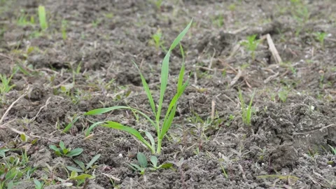 New Wheat plants growing 스톡 동영상 332562342