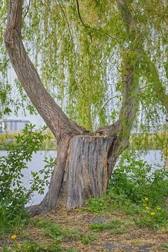 A new willow tree growing from an old stump near a pond Stock Photos