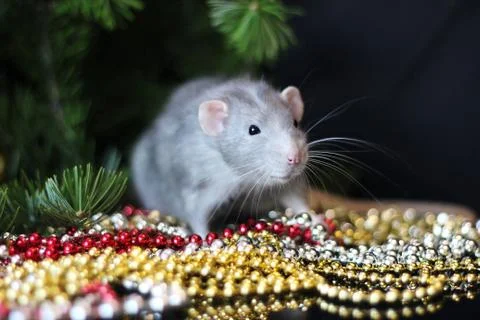 New year 2020. Grey domestic rat on a branch of a Christmas tree. Symbol of t Stock Photos
