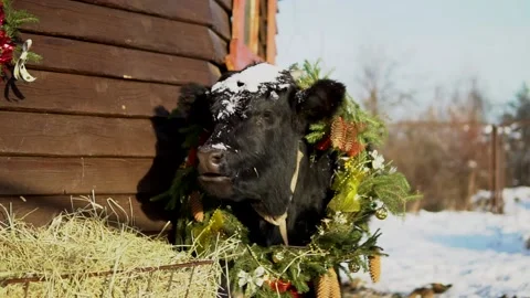 New Year 2021 real bull cow christmas slow motion decorations Stock Footage