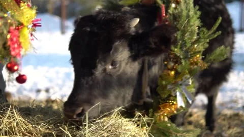 New Year 2021 real bull christmas decorations defocus slow motion cow Stock Footage