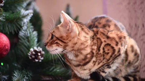 New year, bengal cat sits at Christmas tree and waching, festive horizontal 4k Stock Footage 258052689