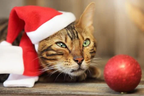 New year cat dressed in the Santa clothes laying with ball Stock Photos