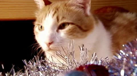New year cat Stock Footage 10560746