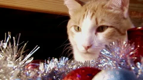 New year cat Stock Footage 10560787