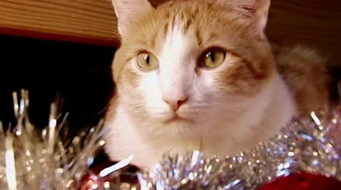 New year cat Stock Footage 10560805